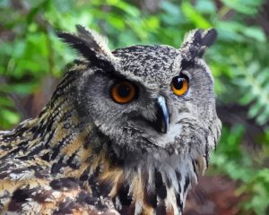 Eagle Owl Diamond Painting