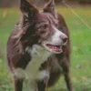 Cute Herding Dog Diamond Painting