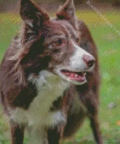 Cute Herding Dog Diamond Painting