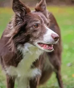 Cute Herding Dog Diamond Painting