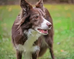 Cute Herding Dog Diamond Painting