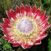 King Protea Diamond Painting