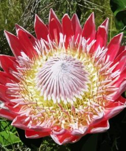 King Protea Diamond Painting