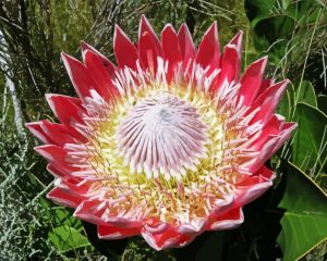 King Protea Diamond Painting