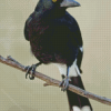 Pied Currawong Diamond Painting