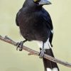 Pied Currawong Diamond Painting