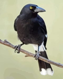 Pied Currawong Diamond Painting