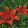 Lilium Philadelphicum Diamond Painting