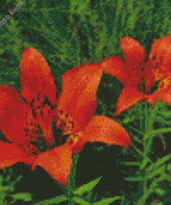 Lilium Philadelphicum Diamond Painting