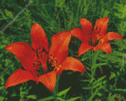 Lilium Philadelphicum Diamond Painting