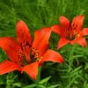 Lilium Philadelphicum Diamond Painting