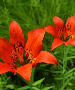 Lilium Philadelphicum Diamond Painting