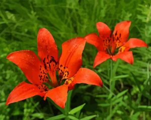 Lilium Philadelphicum Diamond Painting