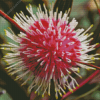 Hakea Plant Diamond Painting