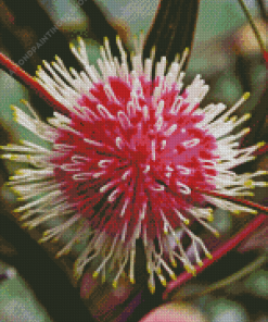 Hakea Plant Diamond Painting