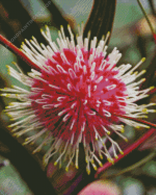 Hakea Plant Diamond Painting