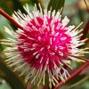 Hakea Plant Diamond Painting