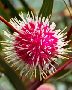 Hakea Plant Diamond Painting