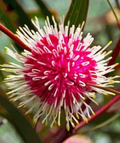 Hakea Plant Diamond Painting