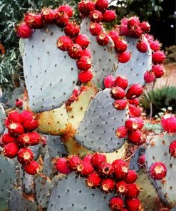 Prickly Pear Diamond Painting