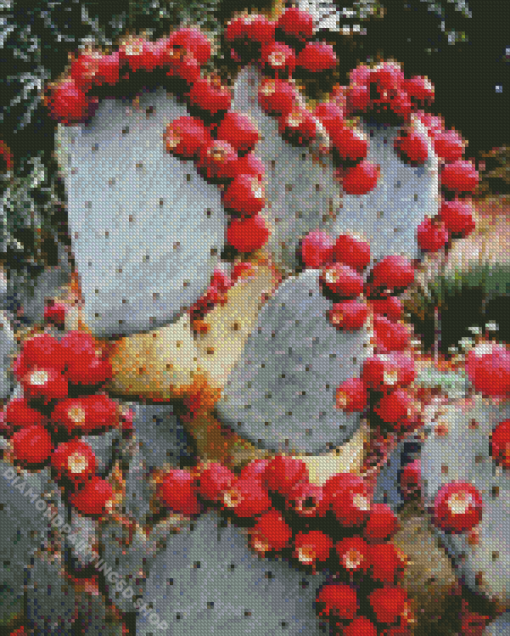 Prickly Pear Diamond Painting