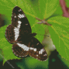 White Admiral Diamond Painting