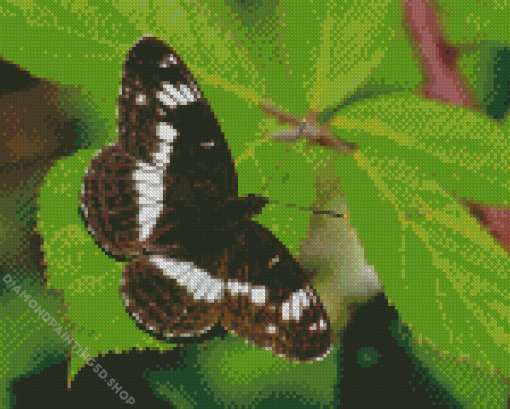 White Admiral Diamond Painting