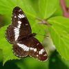 White Admiral Diamond Painting