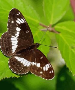 White Admiral Diamond Painting