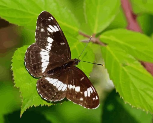 White Admiral Diamond Painting