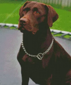 Brown Labrador Diamond Painting