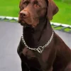 Brown Labrador Diamond Painting