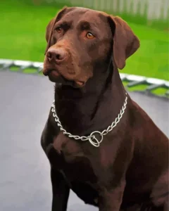 Brown Labrador Diamond Painting