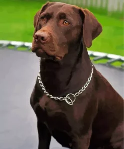 Brown Labrador Diamond Painting