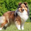 Shetland Dog Diamond Painting