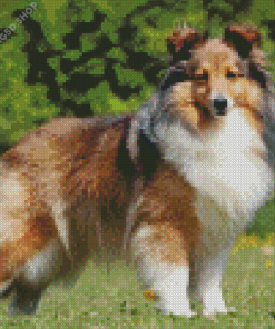 Shetland Dog Diamond Painting