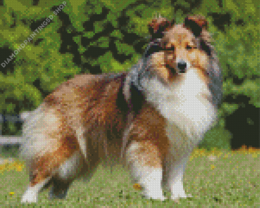 Shetland Dog Diamond Painting