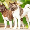 Akita Dogs Diamond Painting