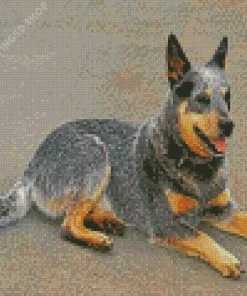 Blue Heeler Diamond Painting