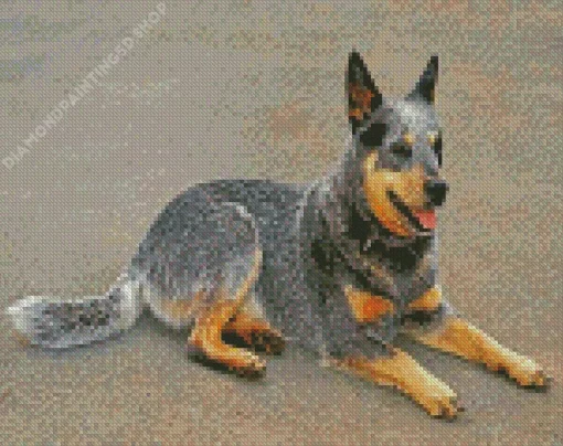 Blue Heeler Diamond Painting