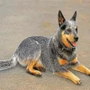 Blue Heeler Diamond Painting