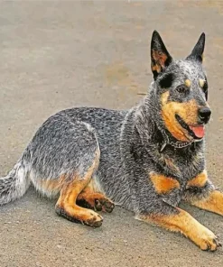 Blue Heeler Diamond Painting