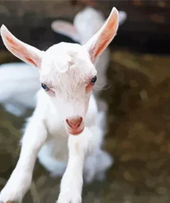 White Goat Diamond Painting