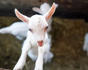 White Goat Diamond Painting