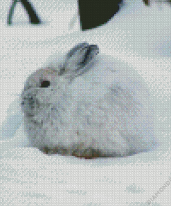 Snowshoe Hare Diamond Painting