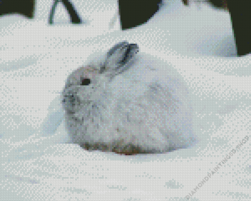 Snowshoe Hare Diamond Painting