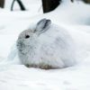 Snowshoe Hare Diamond Painting