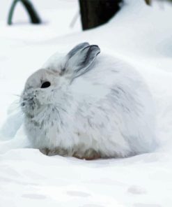 Snowshoe Hare Diamond Painting