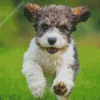 The Cavachon Dog Diamond Painting