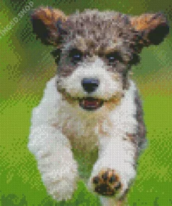 The Cavachon Dog Diamond Painting